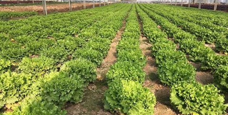 ابلاغ ۷۷۷ میلیارد ریال از اعتبارات سفر ریاست جمهوری به شرکت شهرک&zwnj;های کشاورزی