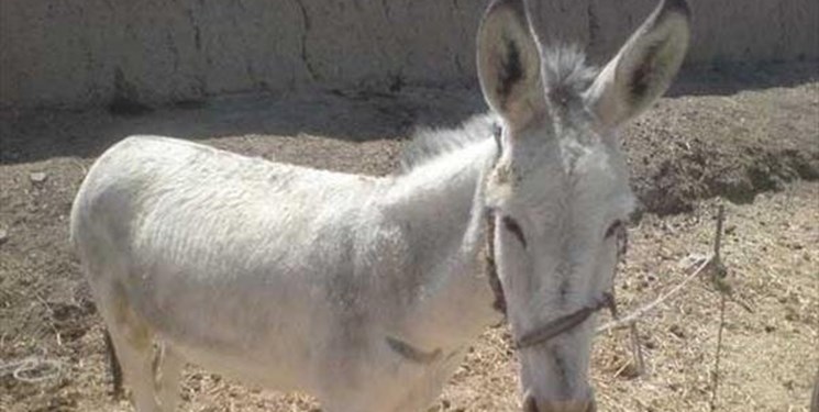 عامل بریدن گوش خر دستگیر شد عامل بریدن گوش خر دستگیر شد