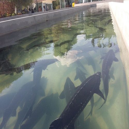 قیمت ماهی در ایران 