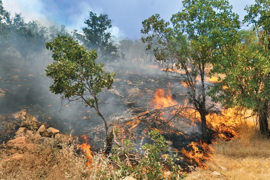 آتش‌سوزی تابستانی جنگل‌ها به کدام استان‌ها بیشترین خسارت را وارد کرد؟