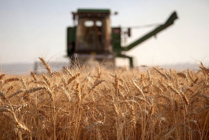 نرخ خرید تضمینی گندم کفاف هزینه‌های تولید را نمی‌دهد/ نوبخت دشمن جان کشاورزی است!