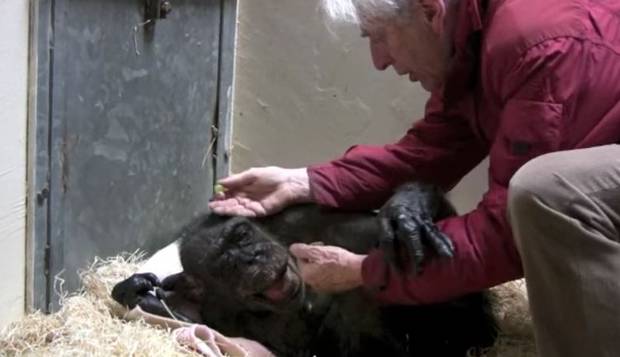 آخرین لحظات تاثربرانگیز زندگی یک شامپانزه +فیلم