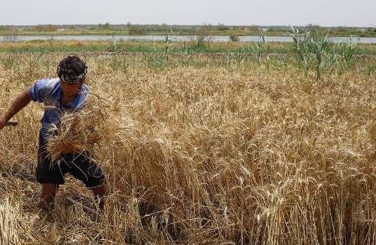 پرداخت ۳۴۱۰ میلیارد ریال کمک بلاعوض به خسارت دیدگان بخش کشاورزی