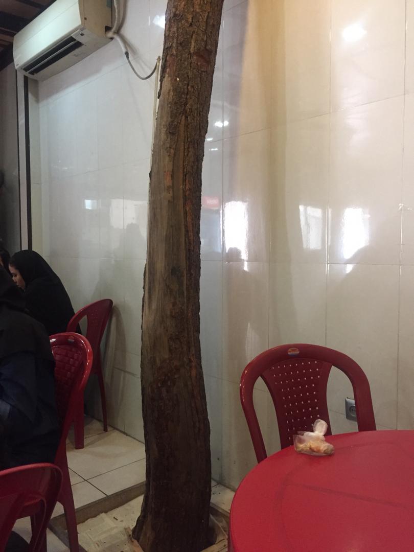 حفظ و ثطع نکردن درخت وسط سلف دانشگاه +عکس