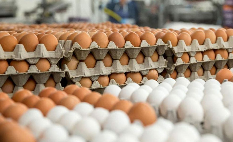 چرا صادرات تخم مرغ به عراق و افغانستان محدود شد؟