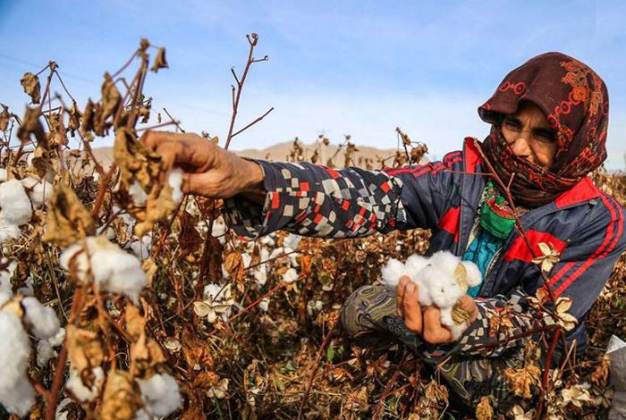 خودکفایی در پنبه نزدیک است/ ضرورت کشت طلای سفید برای کشاورزی پایدار خودکفایی در پنبه نزدیک است/ ضرورت کشت طلای سفید برای کشاورزی پایدار