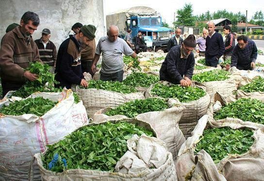 کاهش تعرفه واردات چای به تعدیل نیرو در کارخانه‌ها می‌انجامد/ افزایش قیمت چای داخلی ناشی از دلالی است