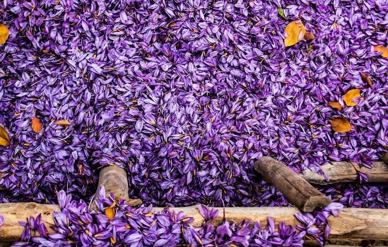 امسال ۴۳۰ تن زعفران تولید می‌شود