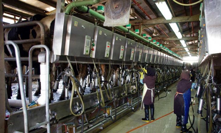 تولید ۱۱ میلیون تن شیرخام امسال در کشور پیش بینی شد