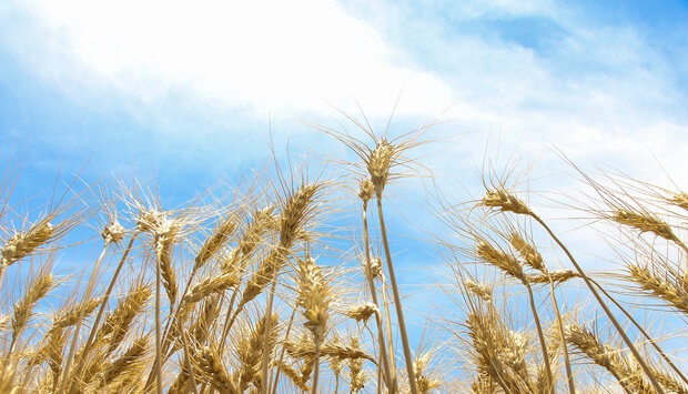 پایان مهلت قانونی دولت برای اعلام نرخ‌های خرید تضمینی