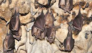 زیستگاه خفاش‌ها هم نا امن شد/ تخریب لانه این گونه جانوری پیگرد قانونی دارد