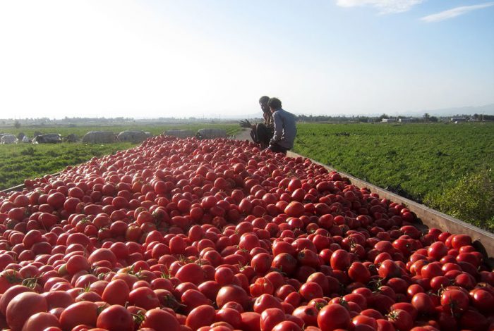 حکایت گوجه‌هایی که تلنبار شده و مشتری ندارند/ پس از ۴۰ سال هنوز الگوی کشت مشخصی نداریم!