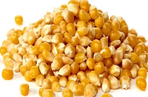 جداسازی ذرت‌های آلوده از کالا‌های اساسی در بندر امام