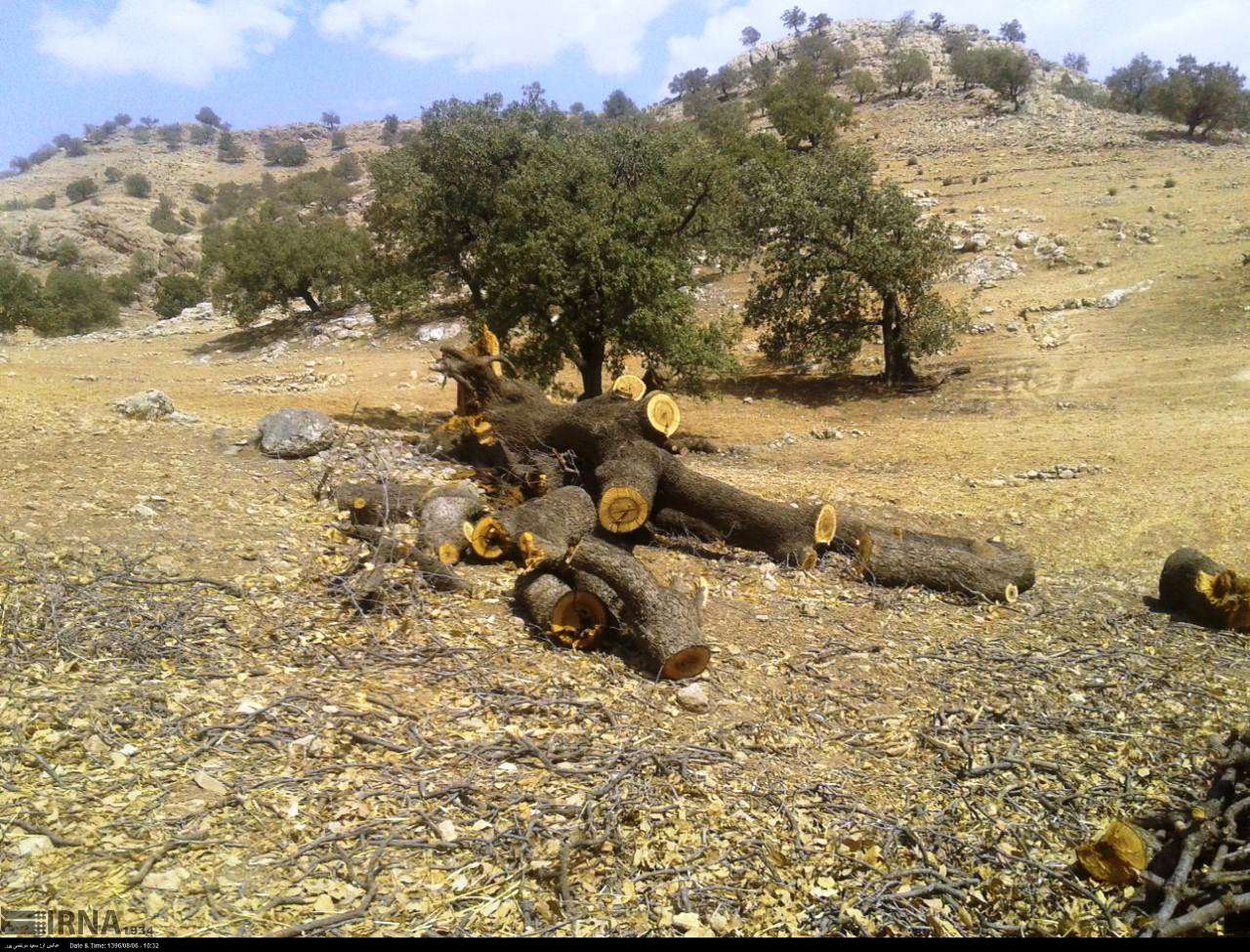 قطع درختان بلوط 