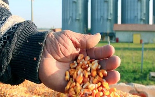 شکایت واردکنندگان &laquo;ذرت آلوده&raquo; از سازمان استاندارد/ ذرت&zwnj;ها در اختیار اموال تملیکی است