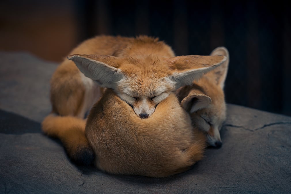 خواب دو روباه در کنار هم در پارک حیات‌وحش شهر 