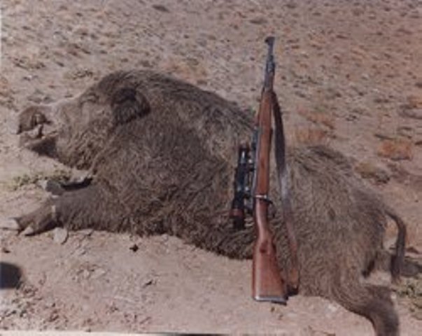 شکار بی&zwnj;ضابطه &laquo;گراز&raquo; 