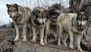 چوپان‌های قاتل محکوم شدند