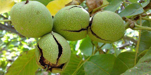 گردو تکانی‌ 