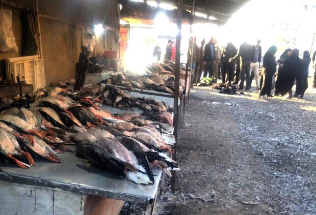 تاثیر باریک شدن هلال ماه بر تشدید قتل عام پرندگان تشدید قتل عام پرندگان