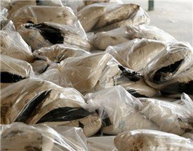 مافیای مواد مخدر