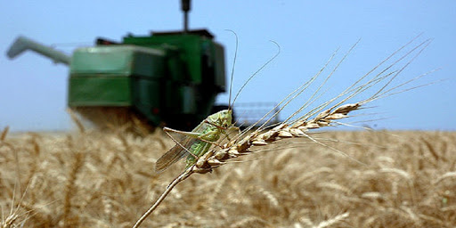 آفت ملخ‌های صحرایی