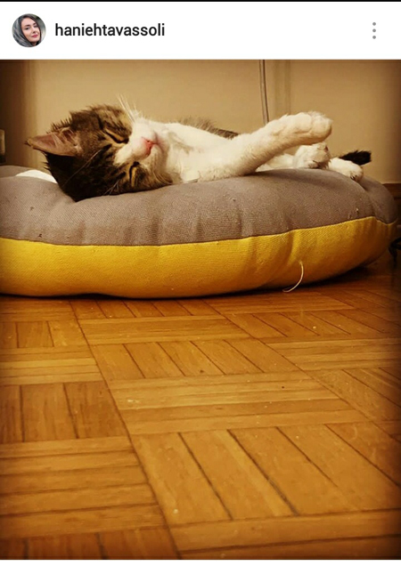 هانیه توسلی