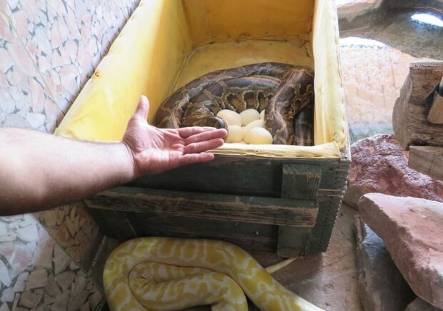 تخم گذاری مار پیتون 