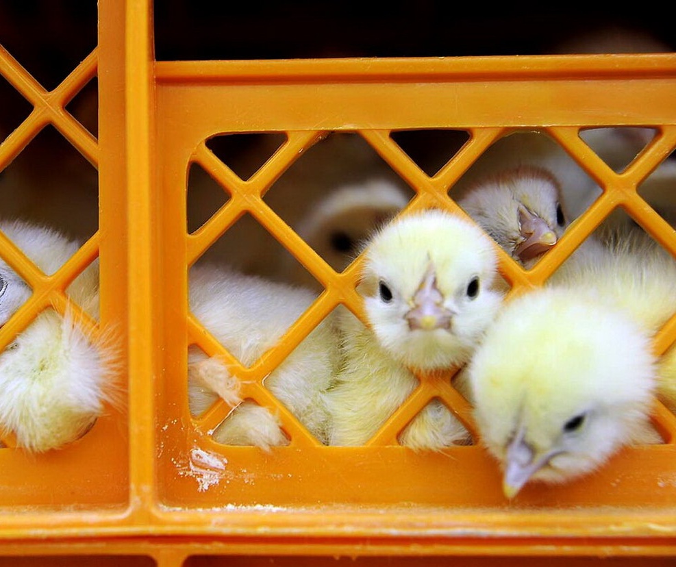 چه کسی دستور معدوم‌سازی جوجه‌ها را داد؟