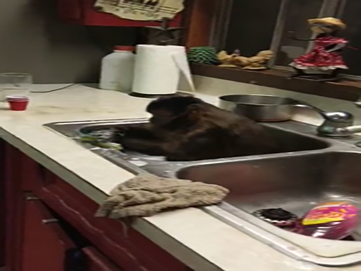 کارگری یک میمون