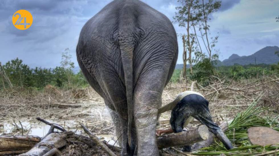 هشدار  درباره 'افت فاجعه‌بار' جمعیت حیات وحش