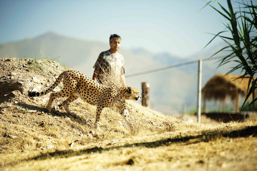 یوزپلنگ ایرانی
