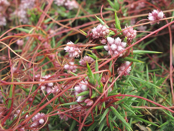 درمان خانگی وسواس