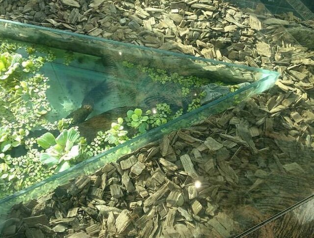 نگهداری از تمساح در یک مرکز خرید 