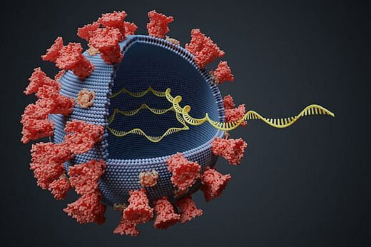 جهش جدید ویروس کرونا جهش جدید ویروس کرونا
