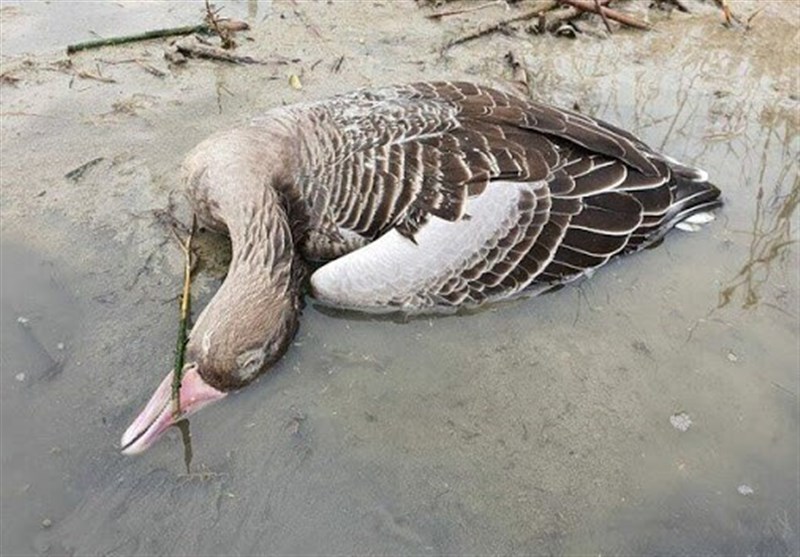 آنفلوآنزای پرندگان