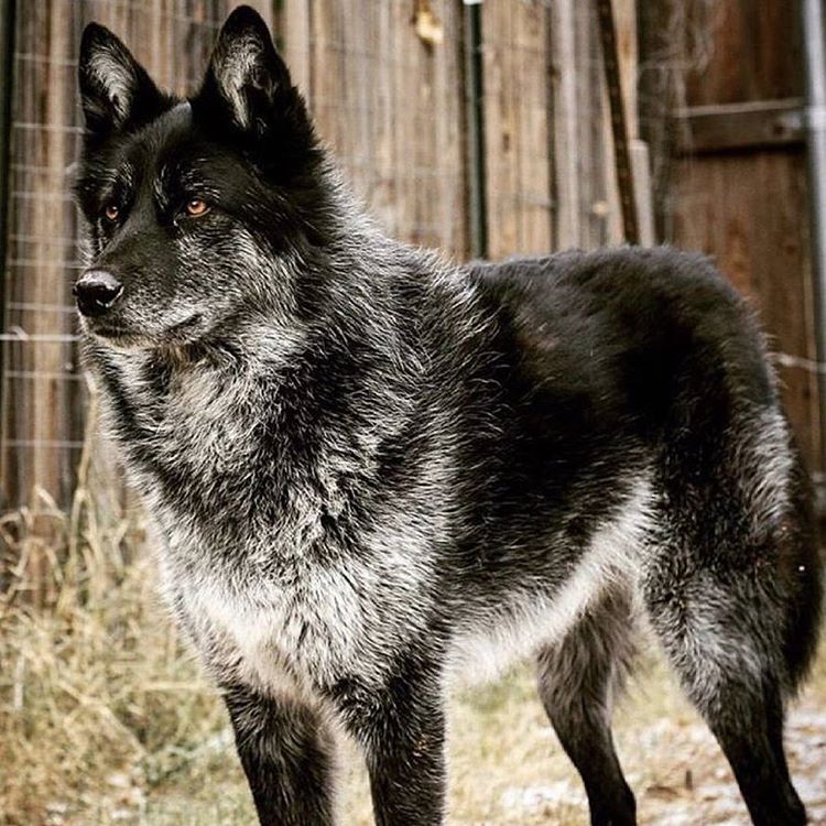 گرگاس وصله ناجور حیات وحش