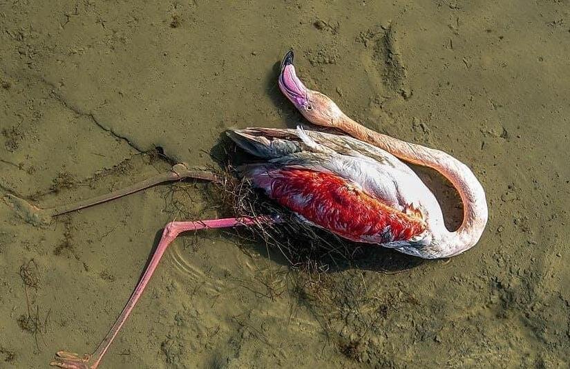 مرگ پرندگان مهاجر در میانکاله