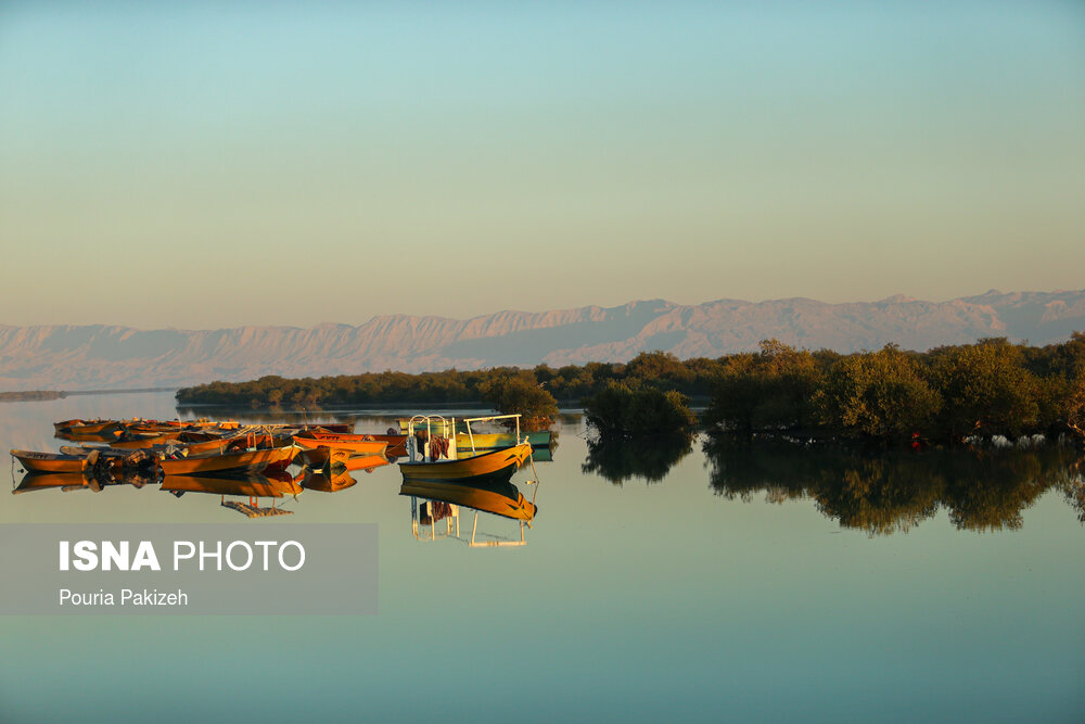 زیباترین تصاویر از جنگل حرا