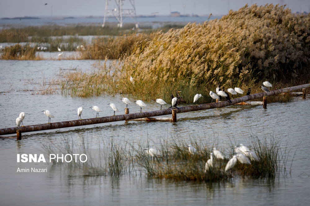 پرندگان تالاب هورالعظیم