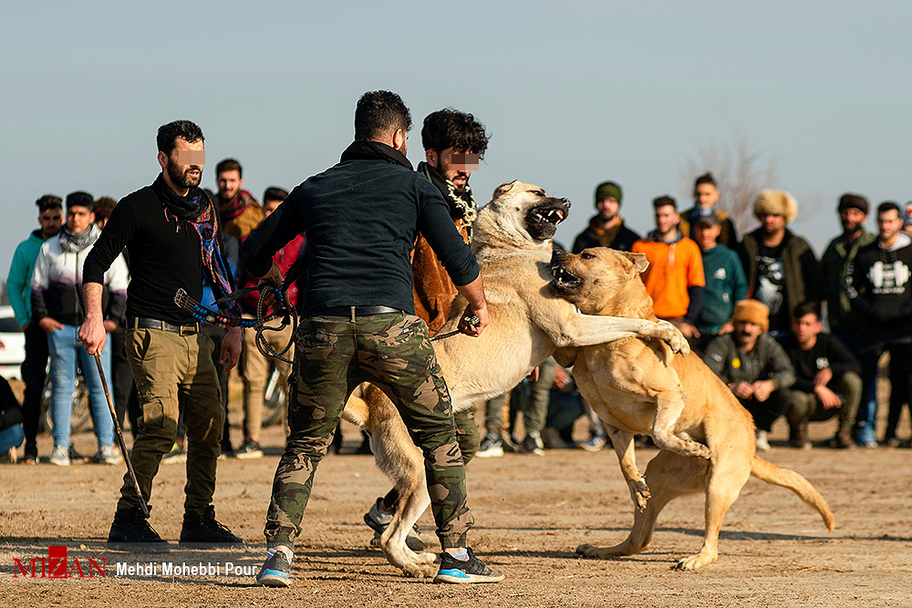 جنگ خونین سگ‌ها