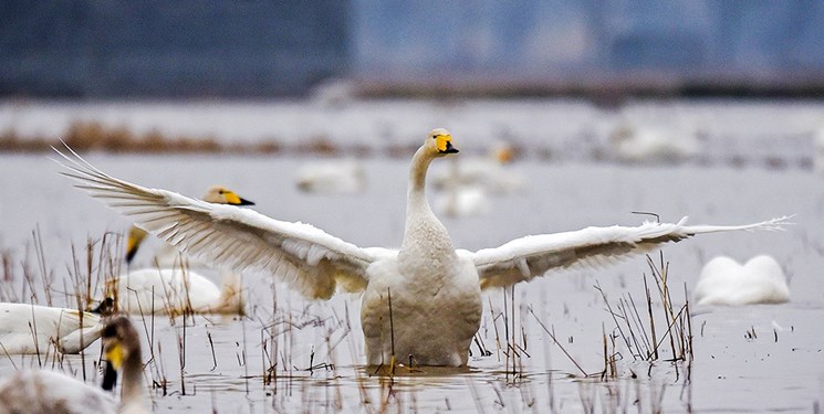 پرندگان تالاب میانکاله