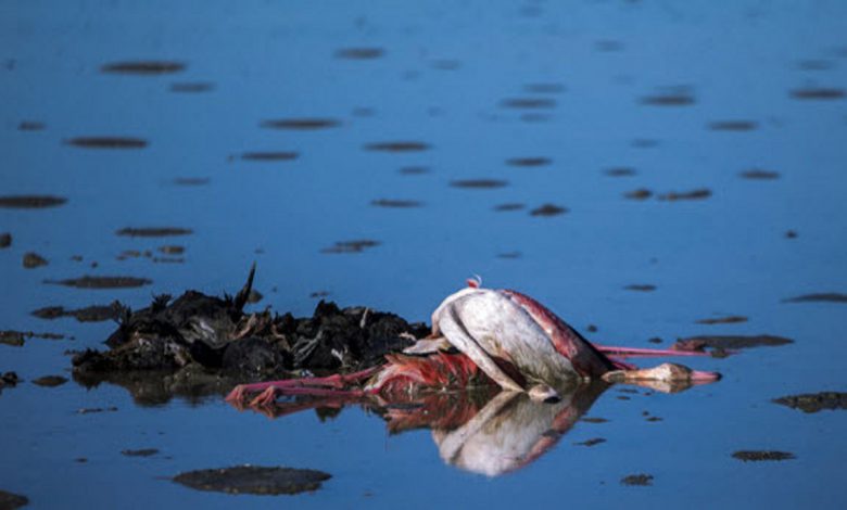 منطقه میانکاله 