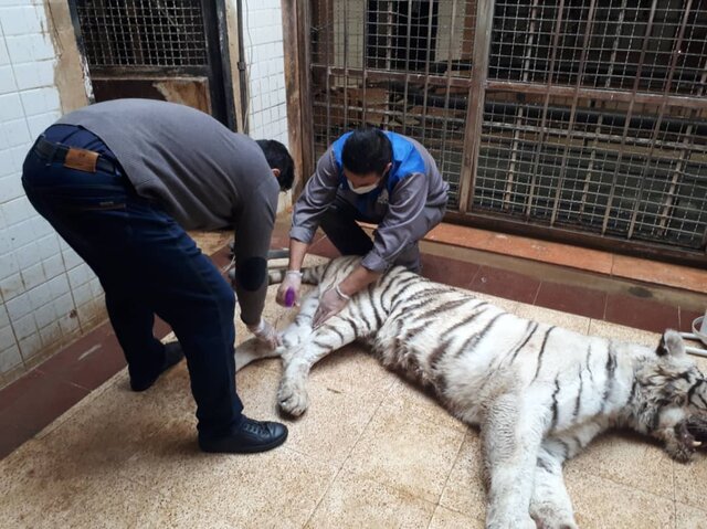 مرگ ببر سفید باغ وحش ارم مرگ ببر سفید باغ وحش ارم
