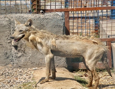 باغ وحش هویزه باغ وحش هویزه