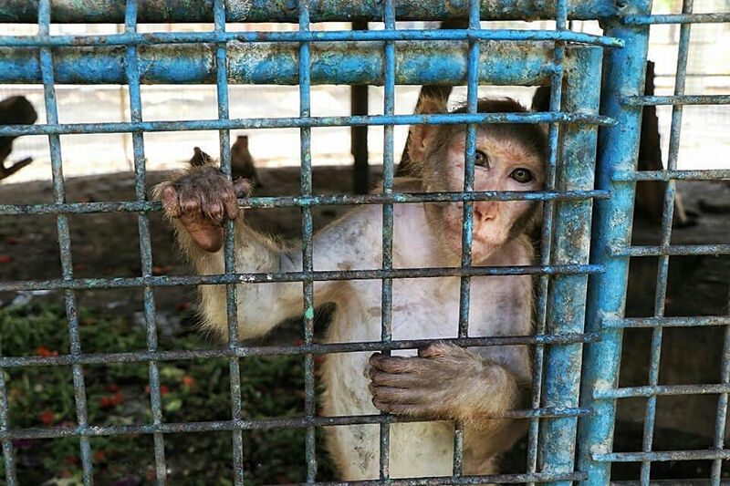 باغ وحش هویزه باغ وحش هویزه