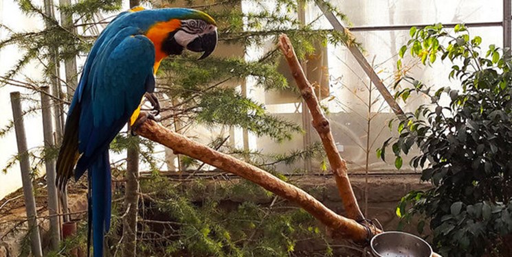 باغ پرندگان تهران باغ پرندگان تهران