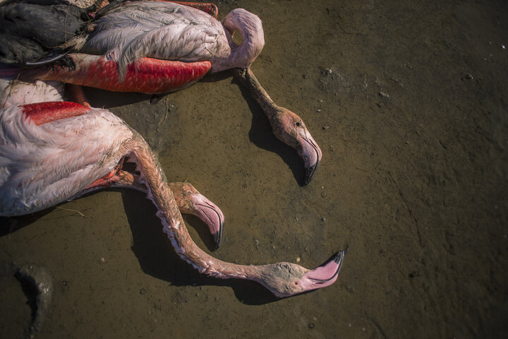 علت مرگ پرندگان میانکاله 