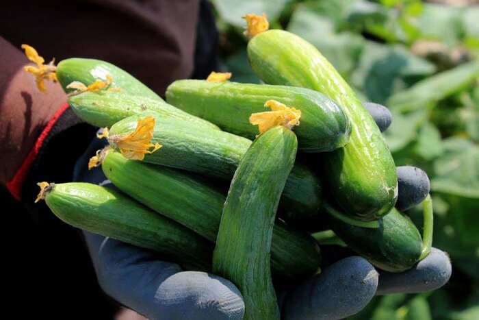 علت گران شدن خیار چیست؟/ قیمت خیار کاهش می‌یابد؟