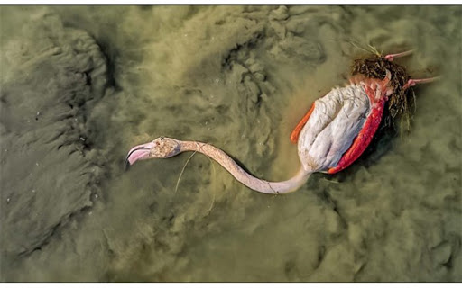 علت مرگ پرندگان میانکاله 